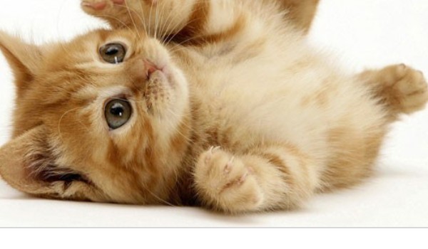 Zaopiekuj się kotkiem!