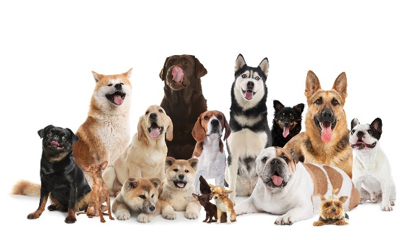 Czy znasz te rasy psów?