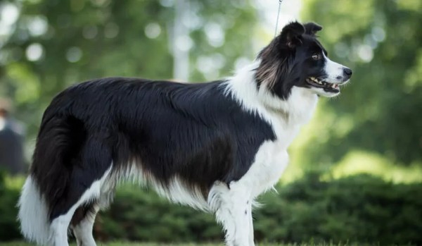 Opis rasy Border collie