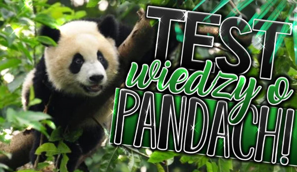 Test wiedzy o Pandach