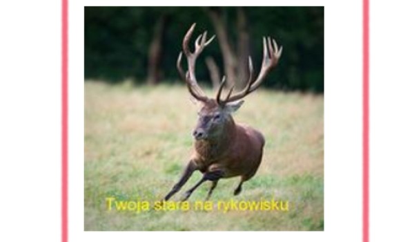 czy twoja stara robi wiadra