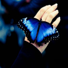 Butterfly..
