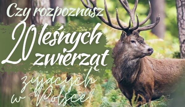 Czy rozpoznasz 20 leśnych zwierząt żyjących w Polsce?