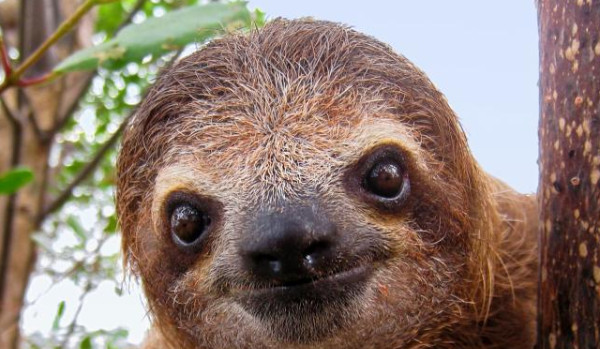 Na ile procent jesteś leniwym?