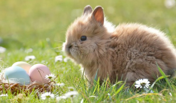 Ile wiesz o królikach?