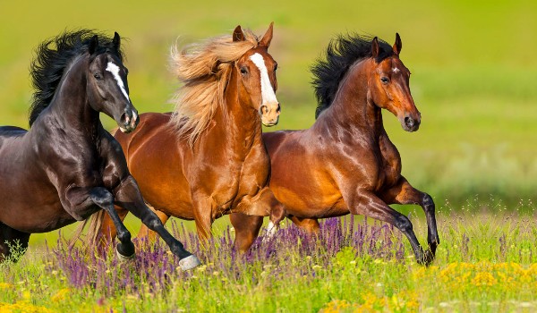 Czy rozpoznasz maści koni?
