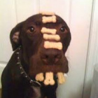 Cookies_Dog