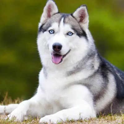 123husky123