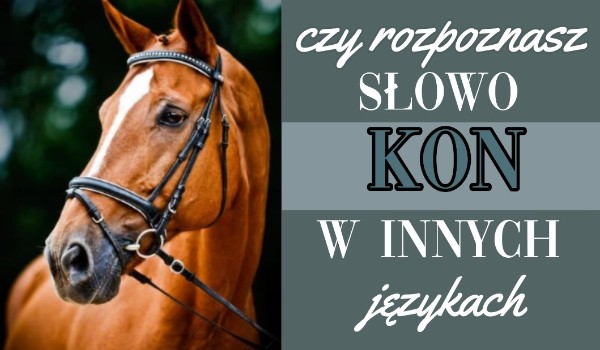 Czy rozpoznasz słowo koń w innych językach?