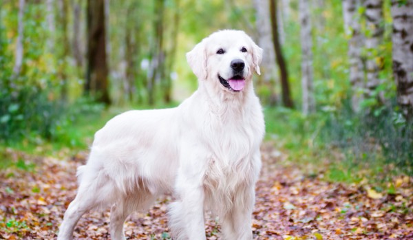 Jaką rasą psa jesteś?