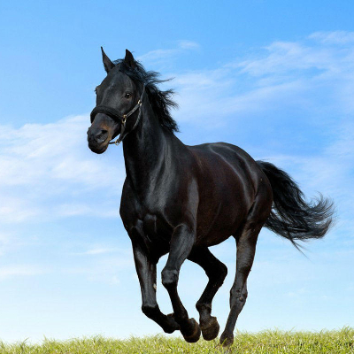 Bella_Horse