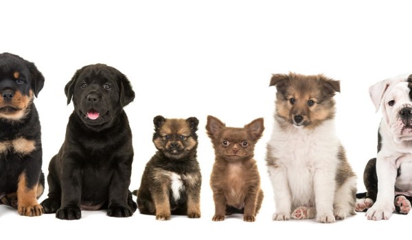 Czy rozpoznasz te rasy psów?