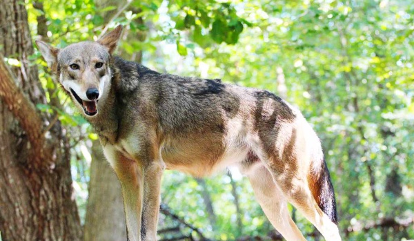 Ciekawostki o Wilku rudym (test)