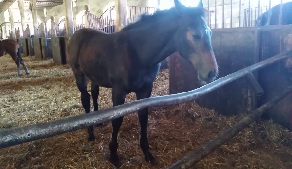 ocenka profilu @DogsQueen