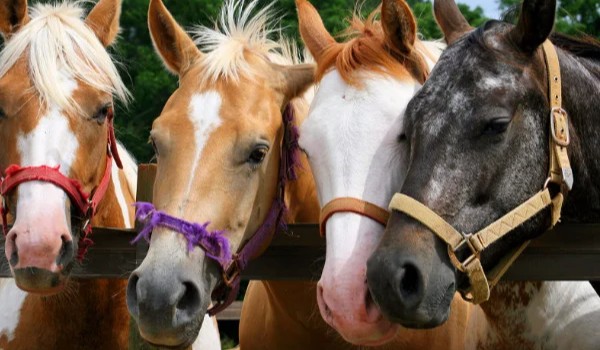 Czy rozpoznasz rasę konia?