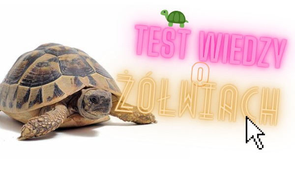 Test Wiedzy o Żółwiach!