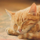 Ciastka_and_FireStar