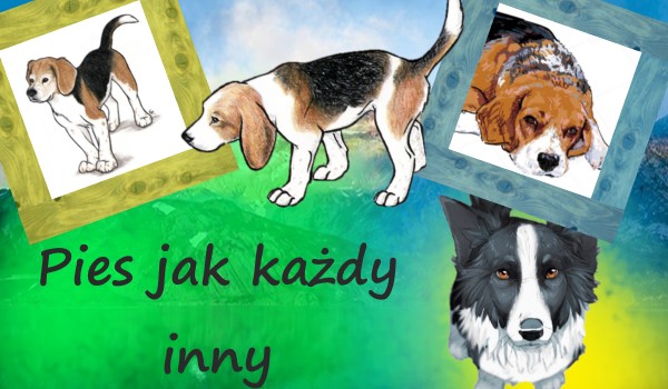 Pies jak każdy inny…