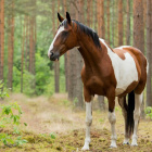 Horse0990