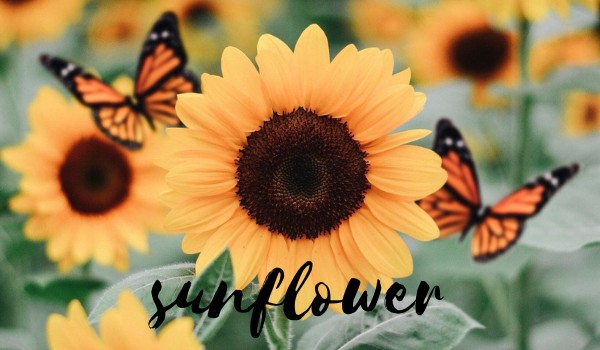 sunflower • graphic shop by @grenouille