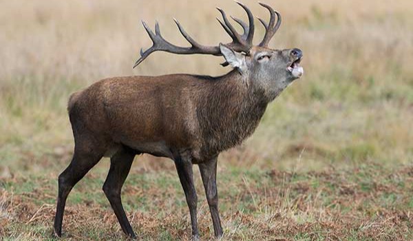 Gwara łowiecka cz.2