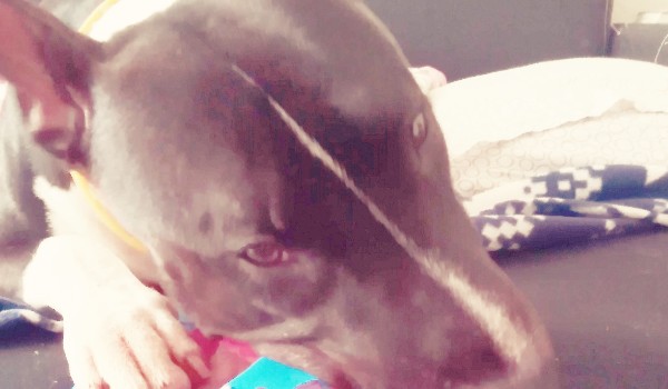 Na ile procent lubisz psy