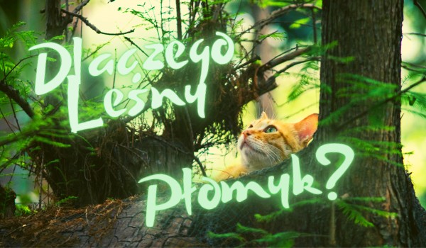 Dlaczego Leśny Płomyk? #2