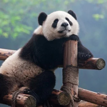 Eko_Panda