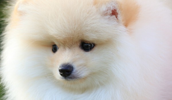 Quiz o piłce nożnej