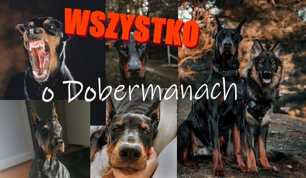 Ile wiesz o Dobermanie?