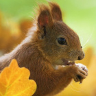 Happy_Squirrel