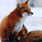 PolandMagicFox