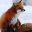 PolandMagicFox