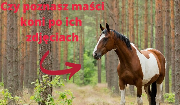 Czy poznasz maści koni po ich zdjęciach ?