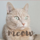 koty._.moim._.zyciem