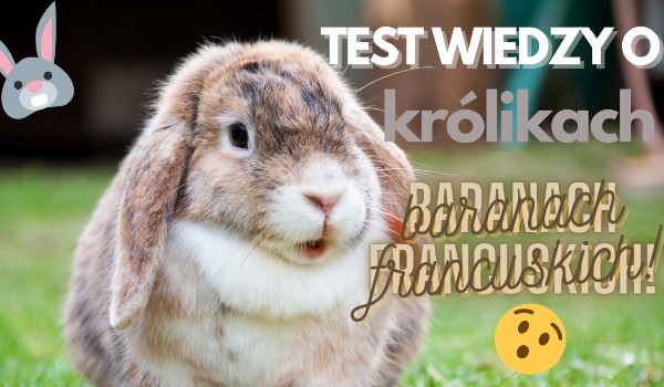 Test wiedzy o królikach baranach francuskich!