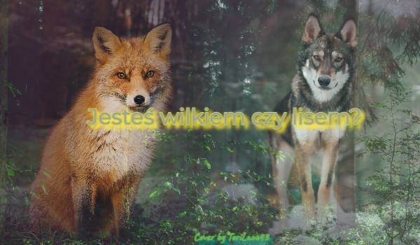 Jesteś wilkiem czy lisem?