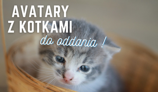avki  z kotami DO ODDANIA !