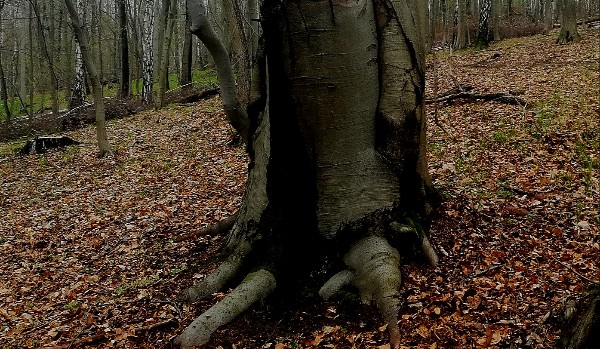 Dlaczego drzewny rycerz stracił głowę ?