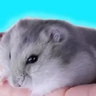 Yyefj