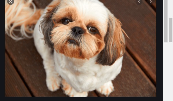 sprawdzam warunki twojego psa!