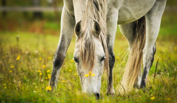 Jak dobrze znasz się na ziołach w diecie koni?