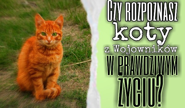 Czy rozpoznasz koty z Wojowników w prawdziwym życiu?