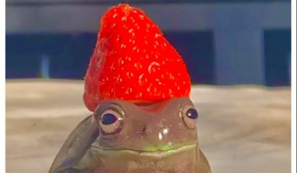 W ilu % gejem jesteś?