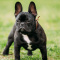 Bruno.Buldog