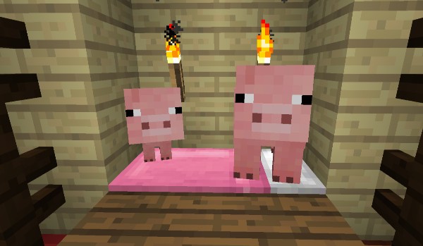 Charli D’ameilo quiz