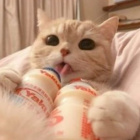 peanut_butter
