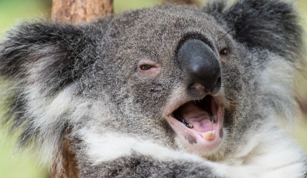 Test wiedzy o Australii