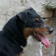 DarkAlfa