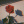 _Scroobry_